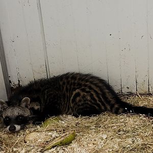 African civet
