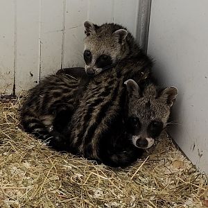 African civets