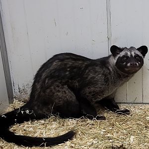 Asian palm civet