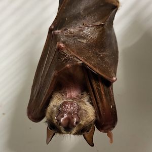 Hammer-headed bat