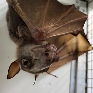 Hammer-headed bat