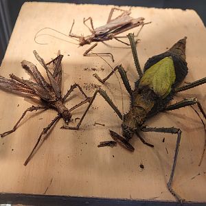 Stick insect specimens