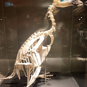 Humboldt penguin skeleton