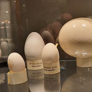 Egg-display