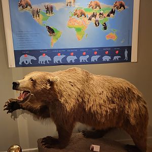 Brown bear specimen