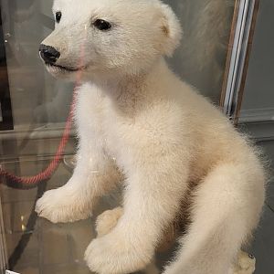 Juvenile Polar bear specimen