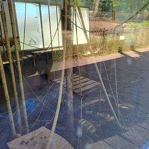 View into the Bonobo indoor-enclosure