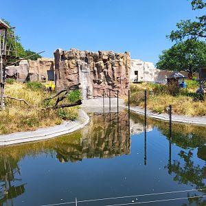 Outdoor-enclosure Bonobos