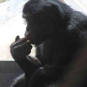 Bonobo