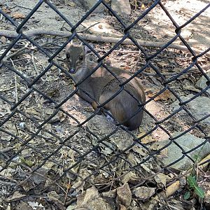 Blue Duiker 7-11-2023