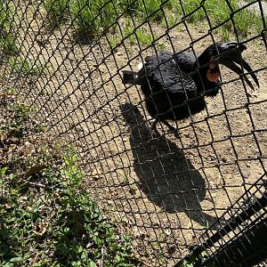 Abyssinian Ground Hornbill 7-11-2023