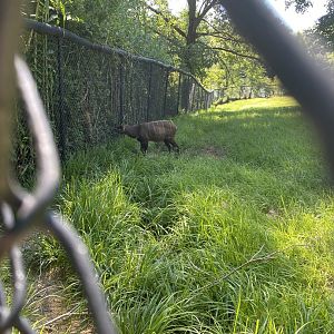 Make Sitatunga 7-11-2023