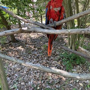 Scarlet Macaw Perch