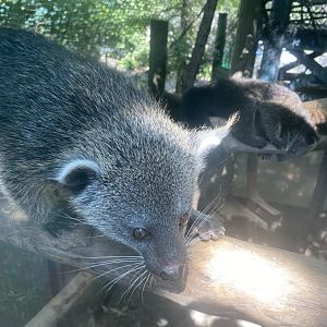 Baby Binturong 7-11-2023