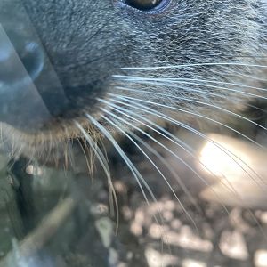 Baby Binturong 7-11-2023