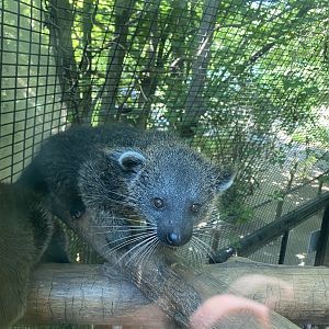 Baby Binturong 7-11-2023