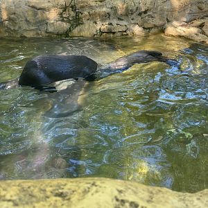 Otter Fight Club 7-11-2023