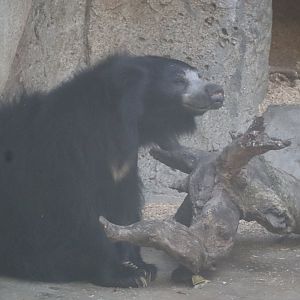Sloth Bear