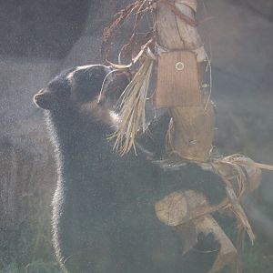 Spectacled Bear Cub