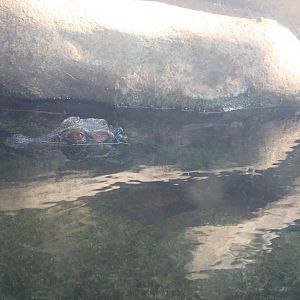 Cuvier's Dwarf Caiman