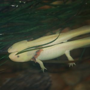 Axolotl