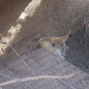Fennec Fox