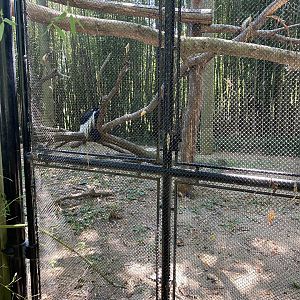 Colobus Monkey 7-11-2023