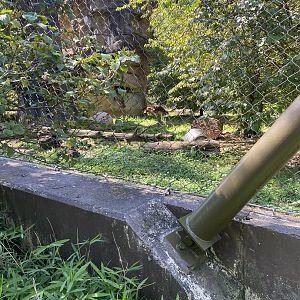 Sun Bear Habitat 7-11-2023