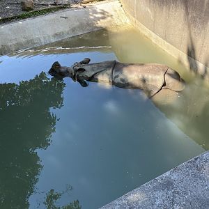 Rupert the Painting Rhino 7-11-2023