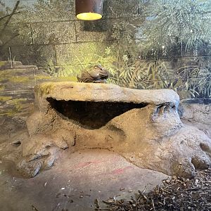 Rhinoceros Iguana 7-11-2023