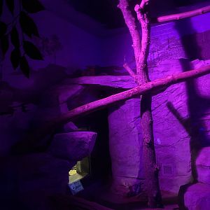 Ringtail (2nd Enclosure) 7-11-2033