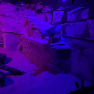 Fennec Fox 7-11-2023