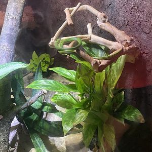 Red-Tailed Green Rattlesnake