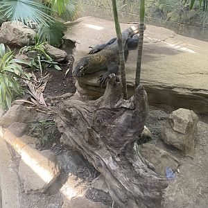 Komodo Dragon 7-11-2023