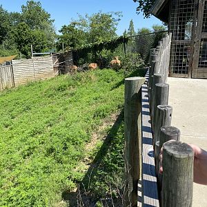 Female Sitatunga 7-11-2023