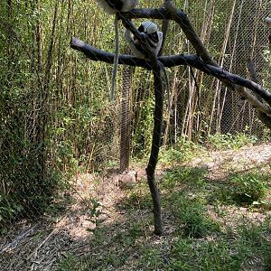 Coquerel’s Sifaka 7-11-2023