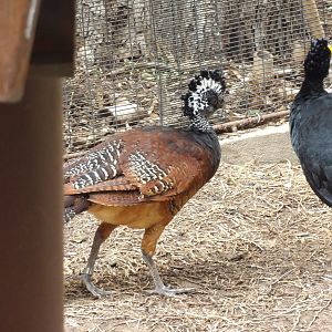 Great Curassow(Crax rubra)