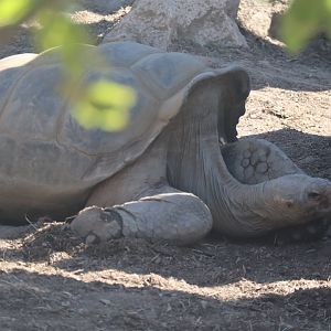 Galapagos Giant Tortoise