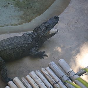 Chinese Alligator