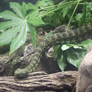 Mt Mang Pit Viper