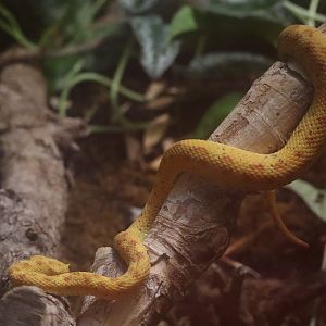 Eyelash Viper