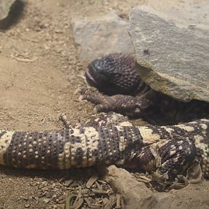 Mexican Beaded Lizard