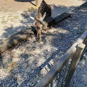 Reticulated Giraffe 7-11-2023