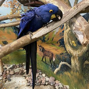 Hyacinth Macaw 7-11-2023