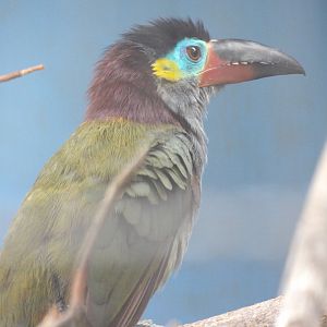 Guianan Toucanet(Selenidera piperivora)