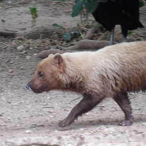 Bush Dog(Speothos venaticus)