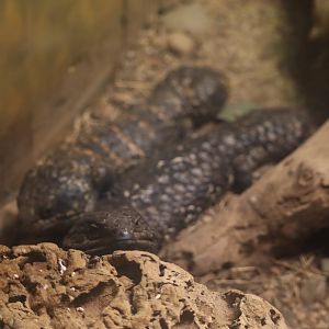 Shingleback Skinks