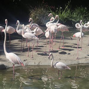 Chilean Flamingos