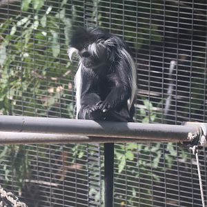 Angolan Colobus