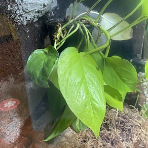 Panamanian Golden Frog 7-11-2023